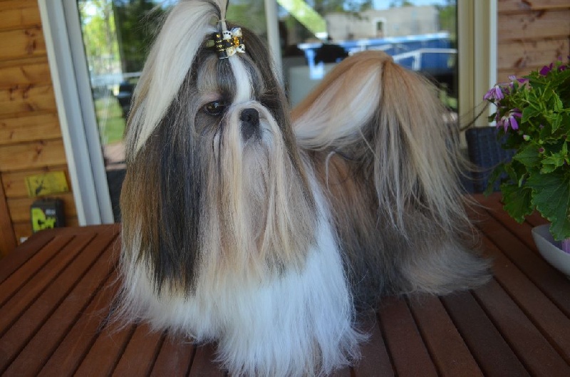 CH. Hatchi du lac de Cupidon - 2 iem ex rcacs rcacib