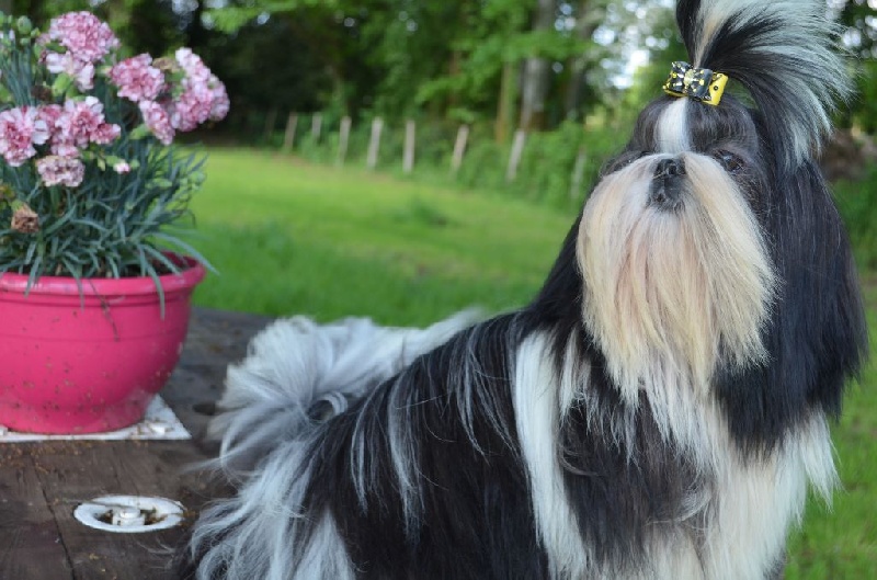 L'ange gabriella du lac de Cupidon - trés prometteur meilleur puppy