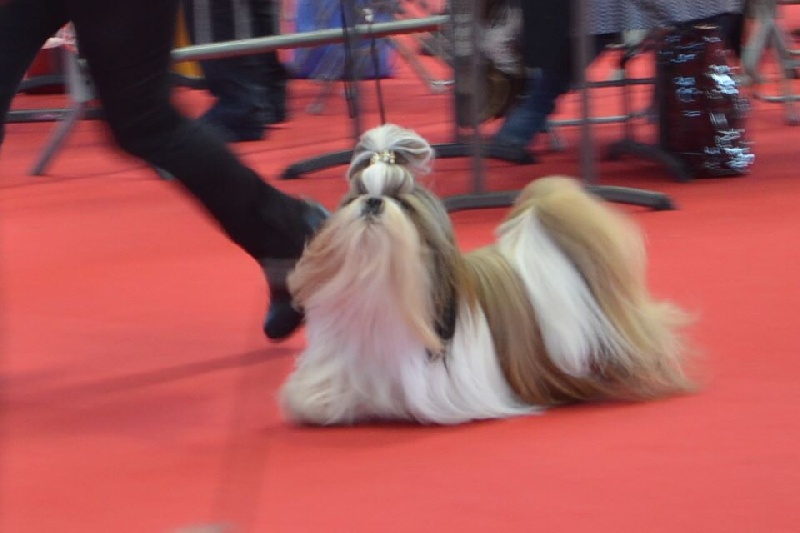 CH. Hatchi du lac de Cupidon - 2 im ex