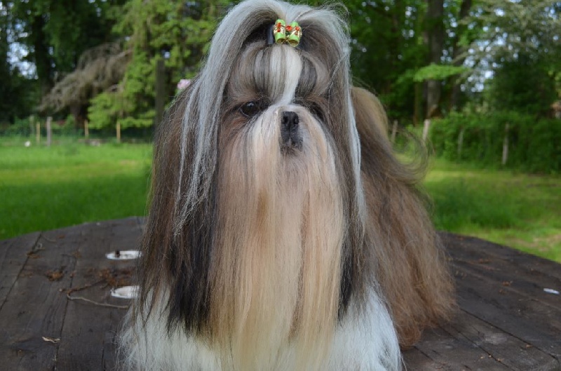 CH. Hatchi du lac de Cupidon - cacs cacib