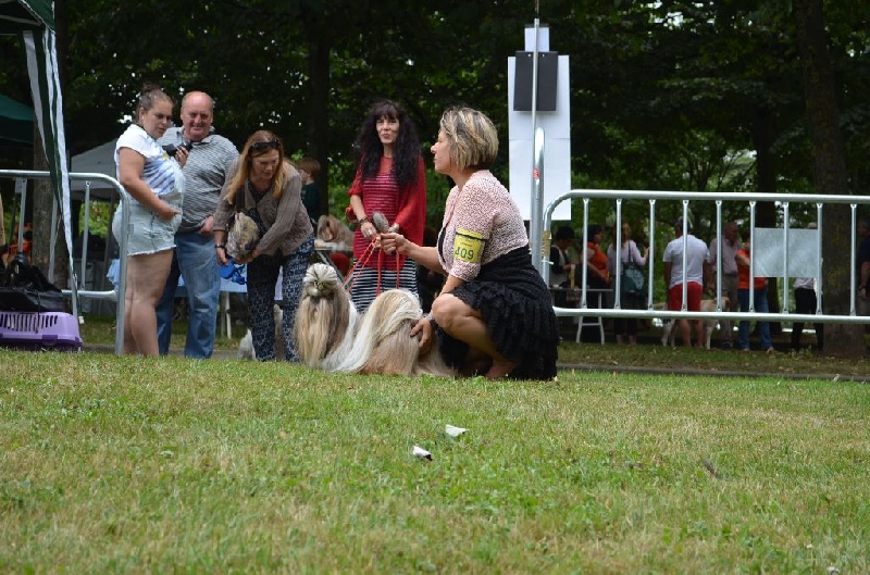 CH. Hatchi du lac de Cupidon - 1 ex cacs rcacib