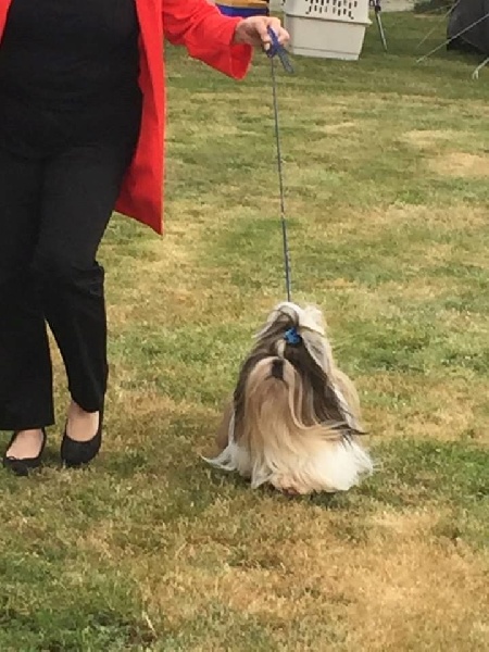 CH. Hatchi du lac de Cupidon - 1 EX CACS meilleur de race