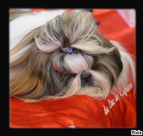 CH. Hatchi du lac de Cupidon - 1 ex cacs meilleur de race