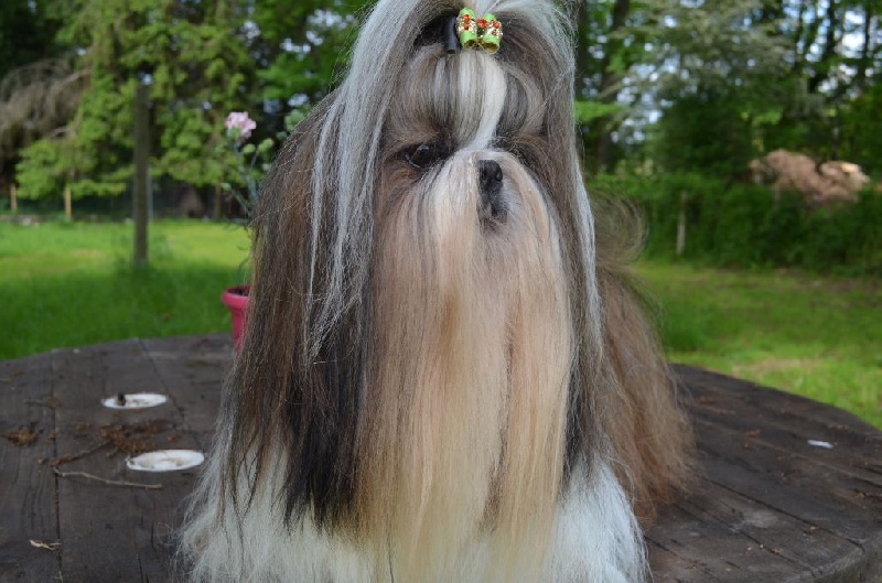 CH. Hatchi du lac de Cupidon - 1 ex cacs meilleur de race