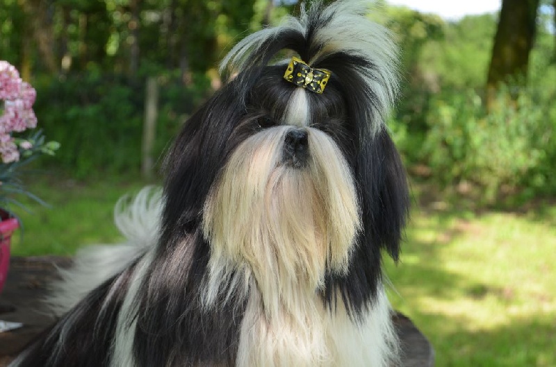 L'ange gabriella du lac de Cupidon - Trés prometteur meilleur puppy