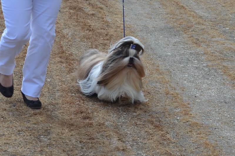 CH. Hatchi du lac de Cupidon - 1 ex CACS meilleur de race