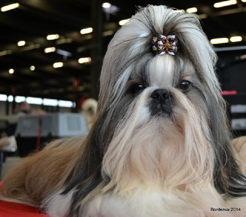 CH. Hatchi du lac de Cupidon - 1 ex classe jeune meilleur jeune