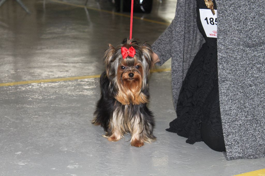 Publication : du royaume d'Inès Auteur : KLES BAYA