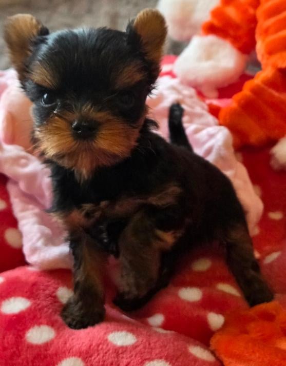 Chiot N°1 - Yorkshire Terrier