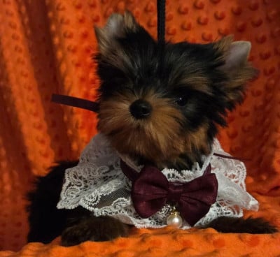 Les chiots de Yorkshire Terrier