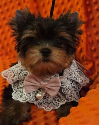 Les chiots de Yorkshire Terrier