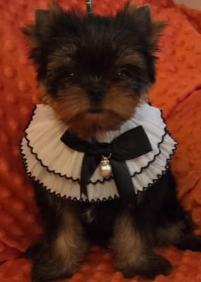Les chiots de Yorkshire Terrier