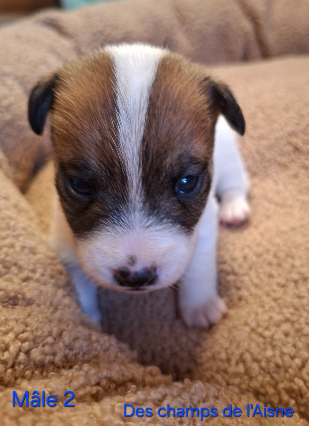 Jack Russell Terrier - des champs de l'Aisne