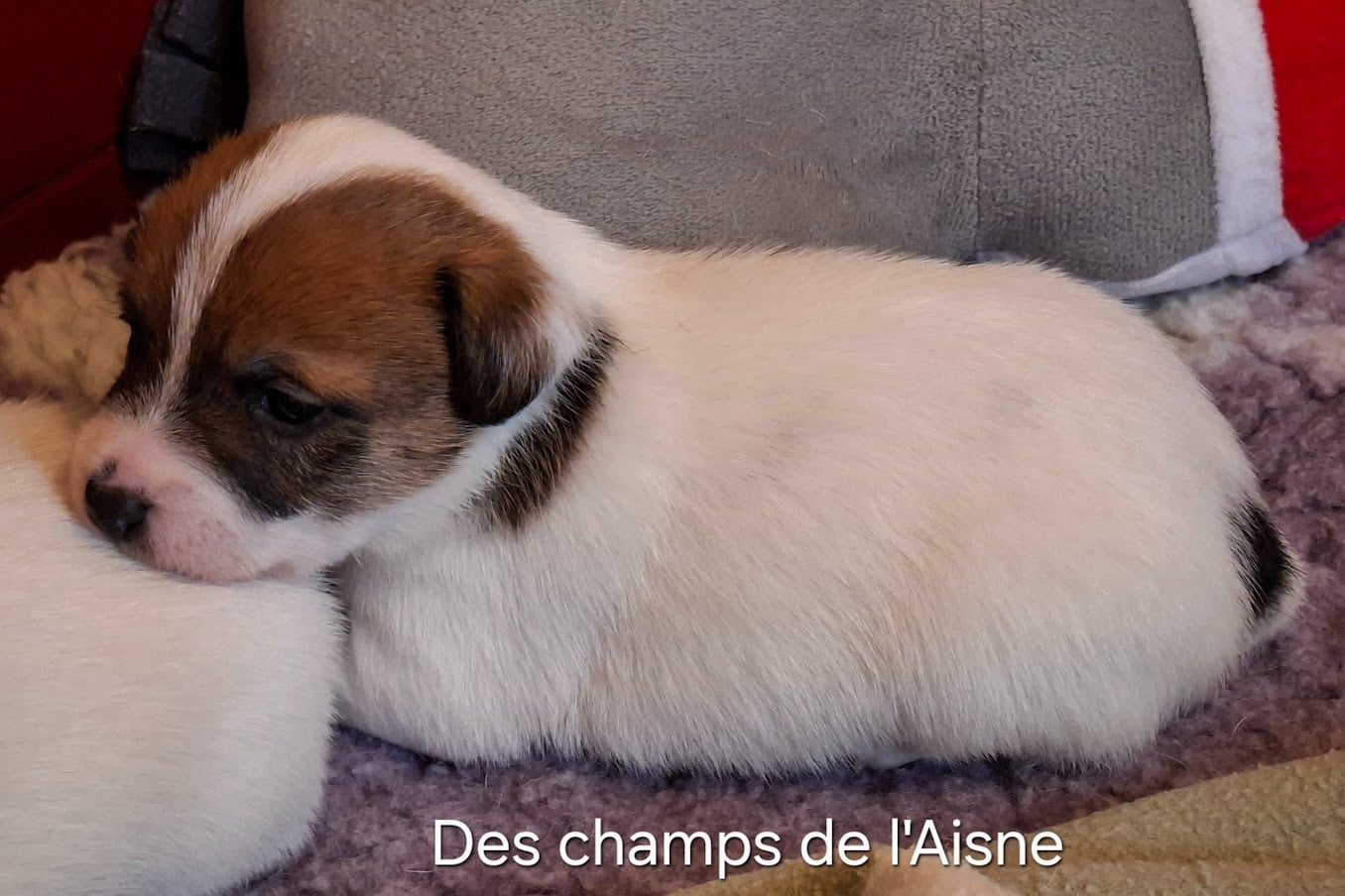 Jack Russell Terrier - des champs de l'Aisne