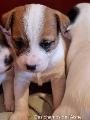 Les chiots de Jack Russell Terrier