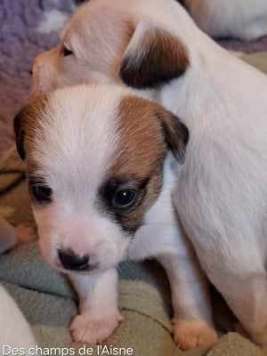 Les chiots de Jack Russell Terrier