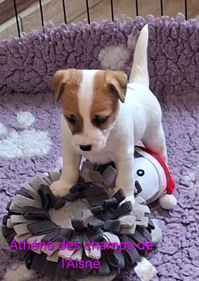 Les chiots de Jack Russell Terrier