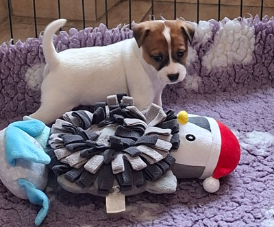 Les chiots de Jack Russell Terrier