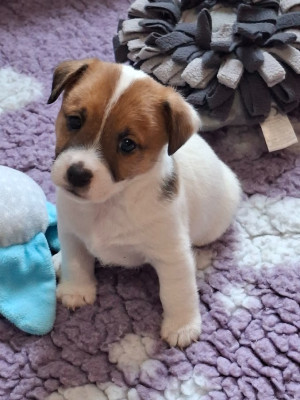 Les chiots de Jack Russell Terrier