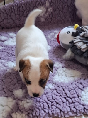 Les chiots de Jack Russell Terrier