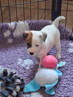 Les chiots de Jack Russell Terrier
