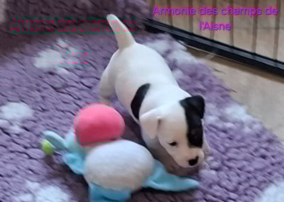 Les chiots de Jack Russell Terrier