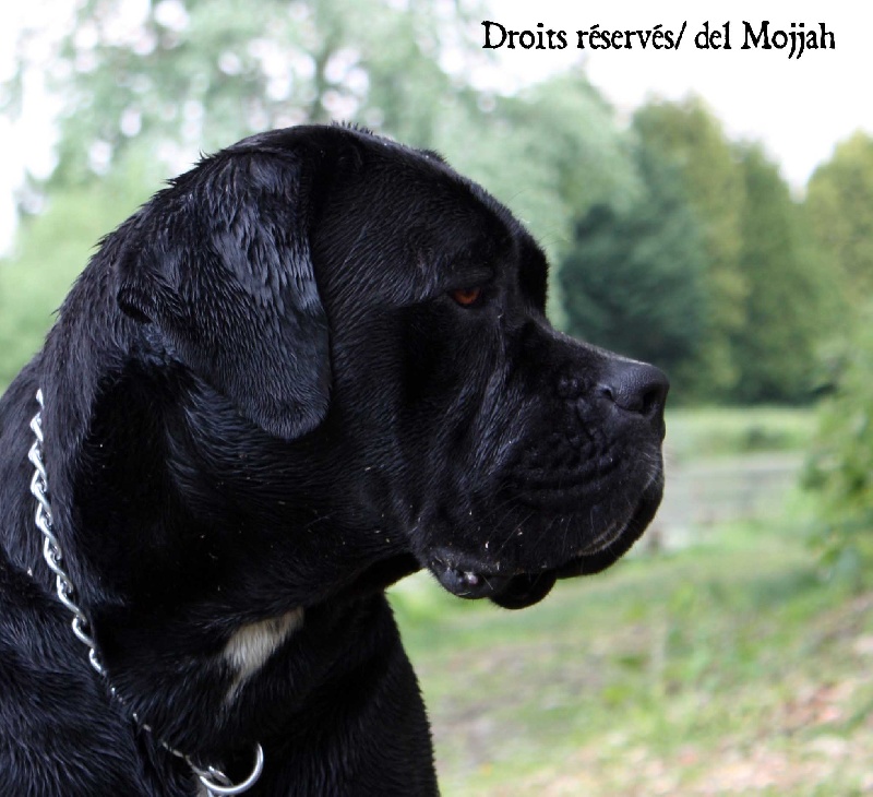 Flabba holt del Mojjah