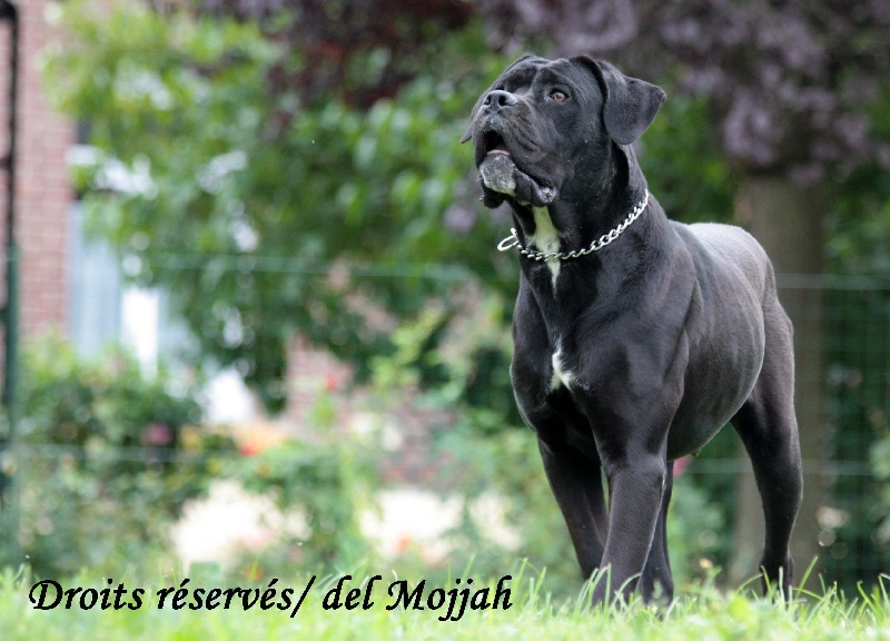 Flabba holt del Mojjah