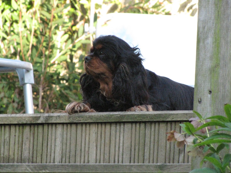 Publication : de La Bergerie du Pré Nolée Auteur : CLMH