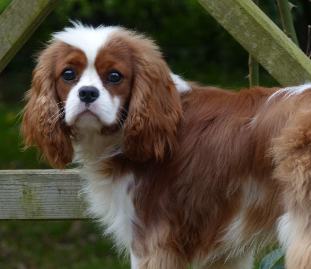 Publication : de La Bergerie du Pré Nolée Auteur : Bergerie du Pre Nolee