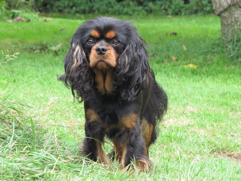 Publication : de La Bergerie du Pré Nolée Auteur : CLMH