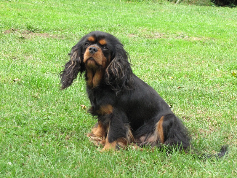 Publication : de La Bergerie du Pré Nolée Auteur : CLMH