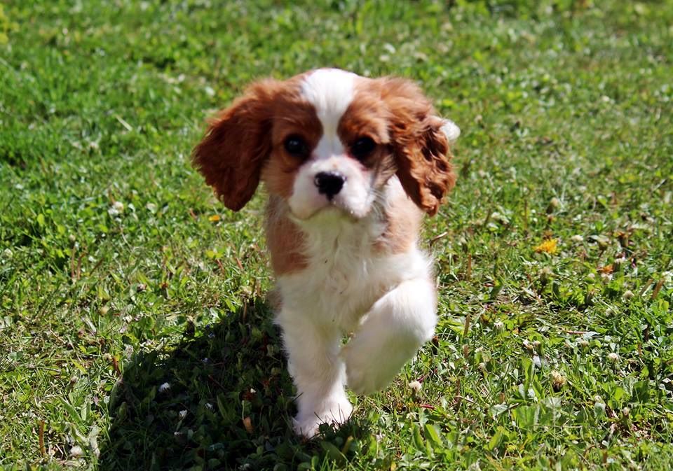 Publication : de La Bergerie du Pré Nolée Auteur : Bergerie du Pre Nolee