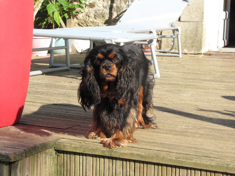 Publication : de La Bergerie du Pré Nolée Auteur : CLMH