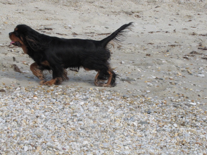 Publication : de La Bergerie du Pré Nolée Auteur : CLMH