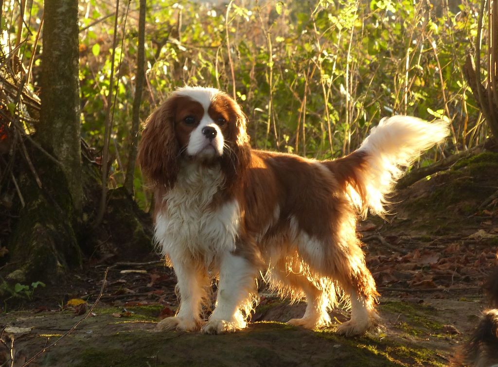 Publication : de La Bergerie du Pré Nolée Auteur : Bergerie du Pre Nolee