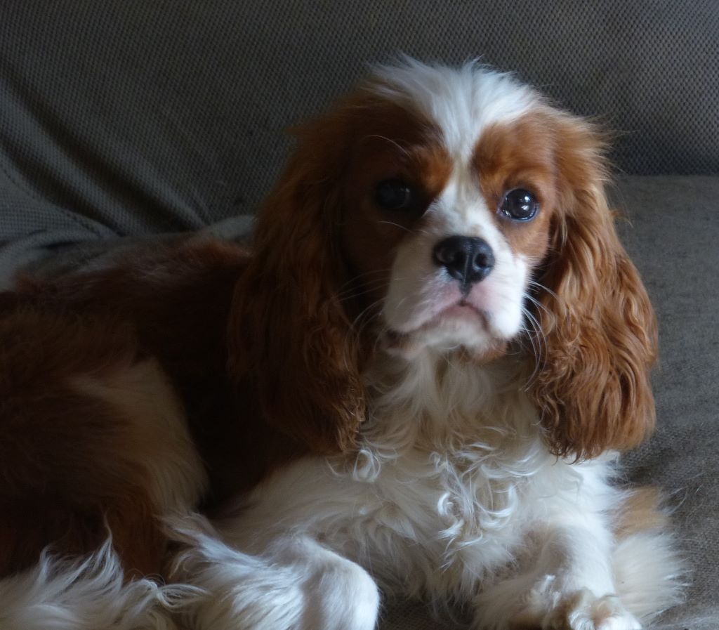 Publication : de La Bergerie du Pré Nolée Auteur : Bergerie du Pre Nolee