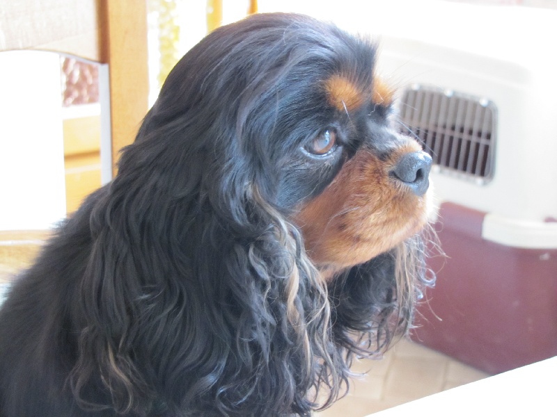 Publication : de La Bergerie du Pré Nolée Auteur : CLMH