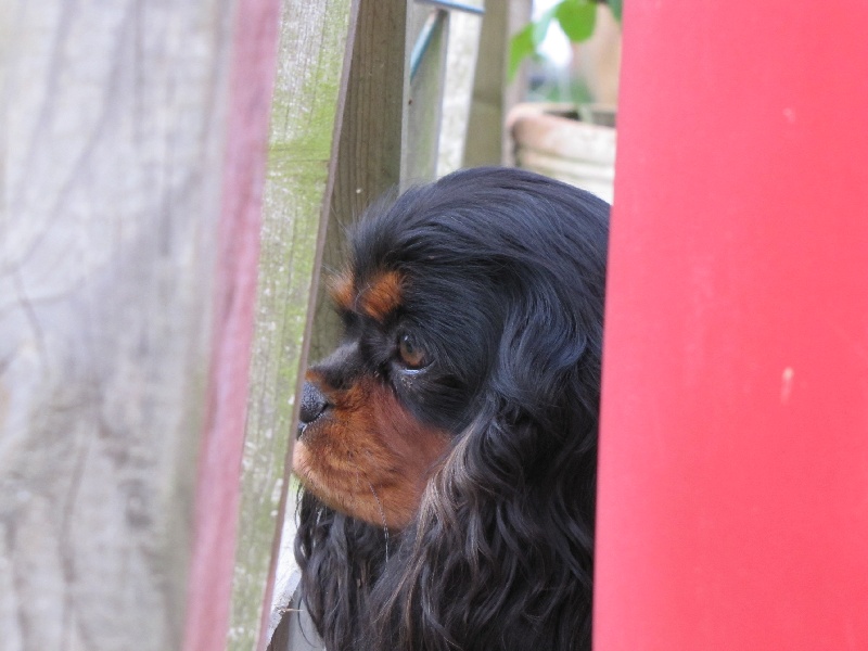 Publication : de La Bergerie du Pré Nolée Auteur : CLMH