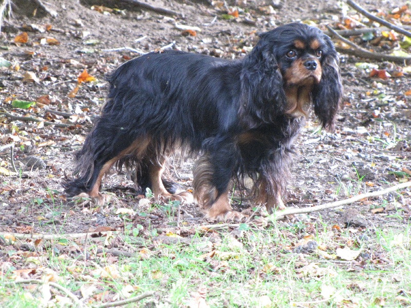 Publication : de La Bergerie du Pré Nolée Auteur : CLMH