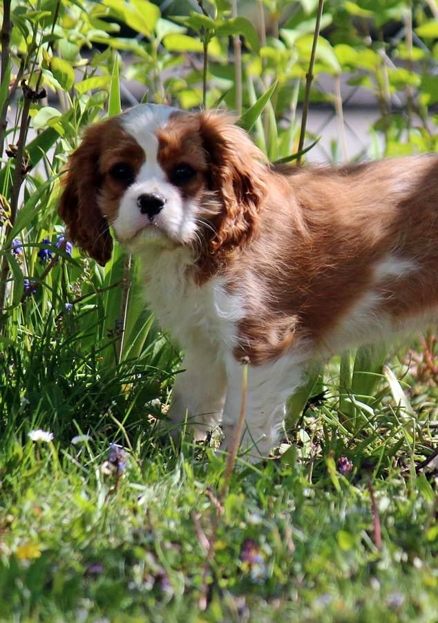 Publication : de La Bergerie du Pré Nolée Auteur : Bergerie du Pre Nolee