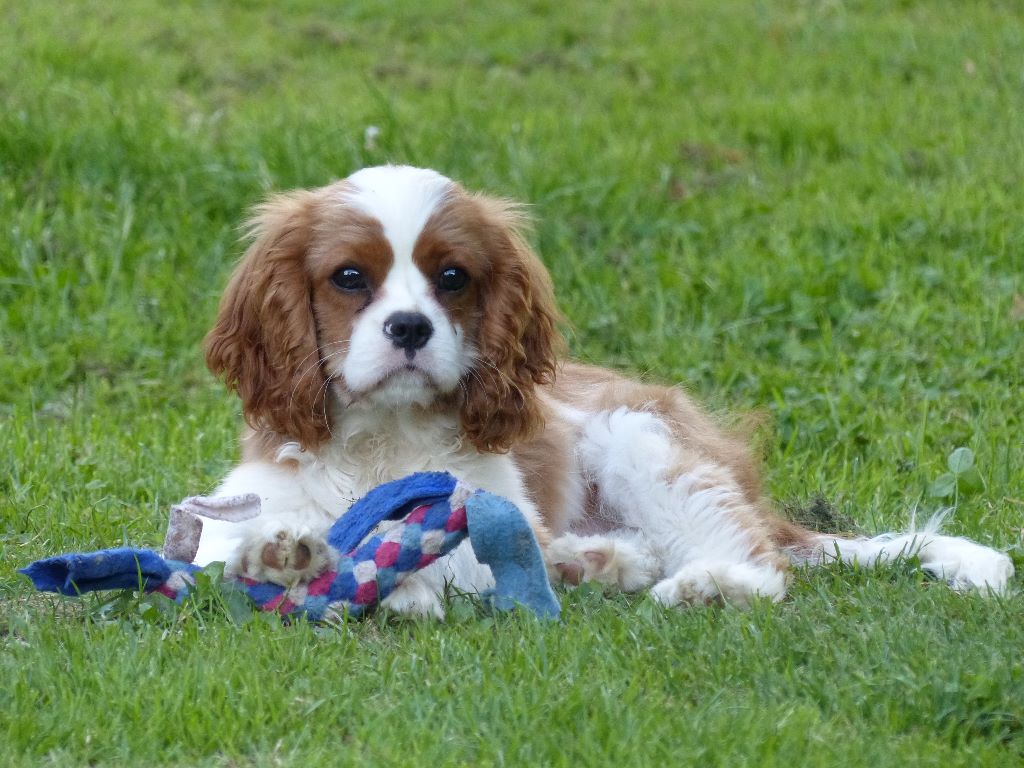 Publication : de La Bergerie du Pré Nolée Auteur : Bergerie du Pre Nolee