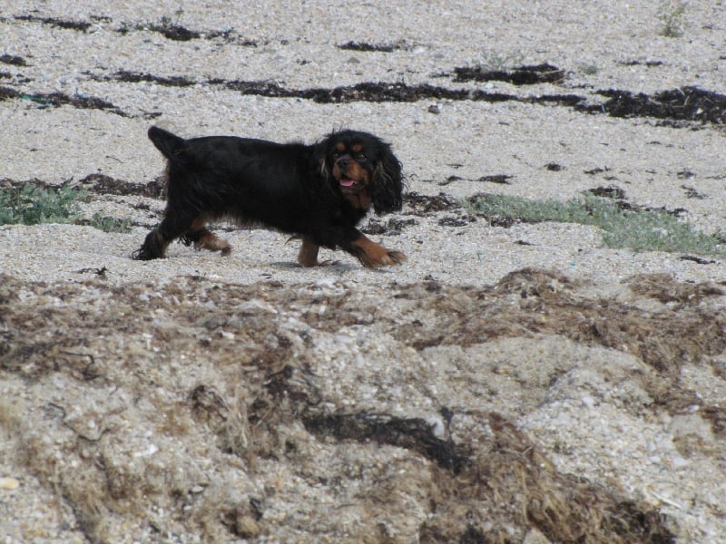 Publication : de La Bergerie du Pré Nolée Auteur : CLMH