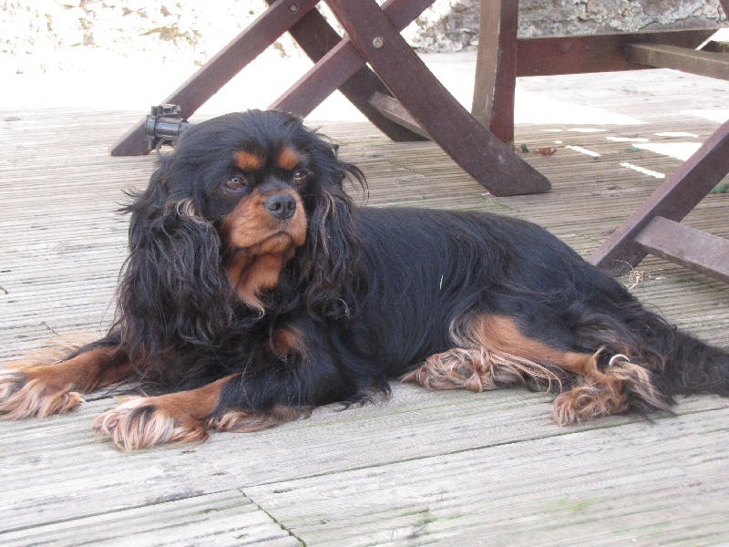 Publication : de La Bergerie du Pré Nolée Auteur : CLMH