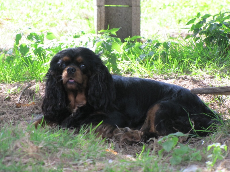 Publication : de La Bergerie du Pré Nolée Auteur : CLMH