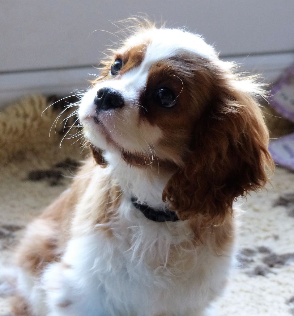 Publication : de La Bergerie du Pré Nolée Auteur : Bergerie du Pre Nolee