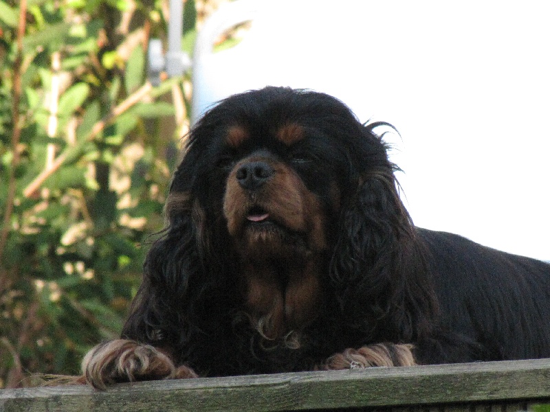 Publication : de La Bergerie du Pré Nolée Auteur : CLMH