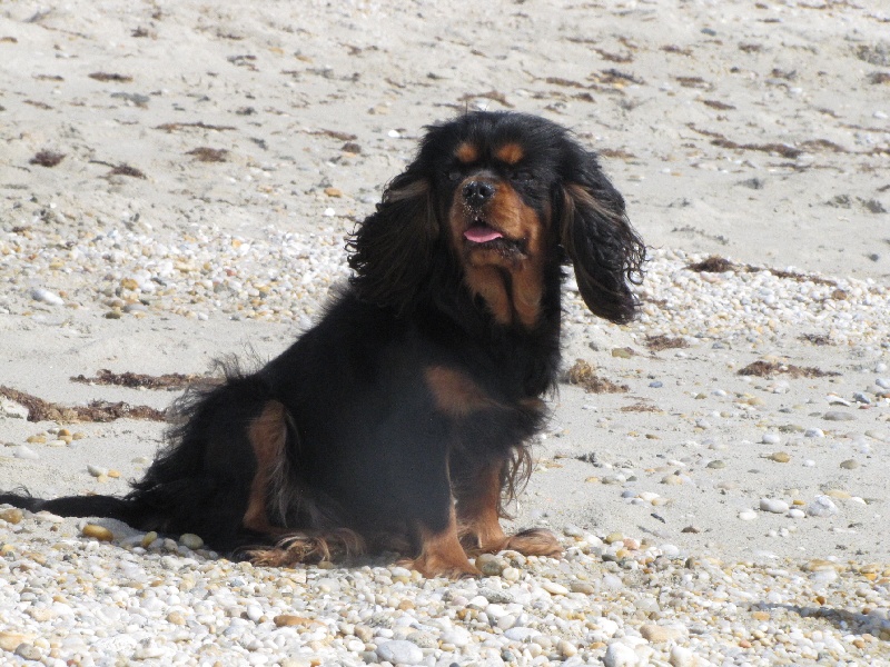 Publication : de La Bergerie du Pré Nolée Auteur : CLMH