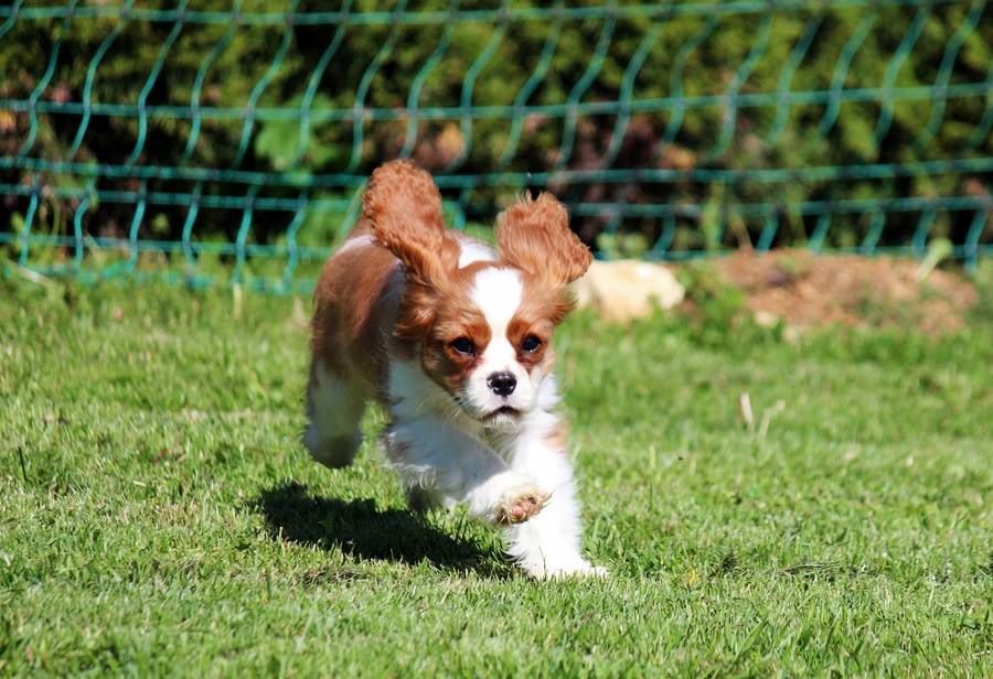 Publication : de La Bergerie du Pré Nolée Auteur : Bergerie du Pre Nolee