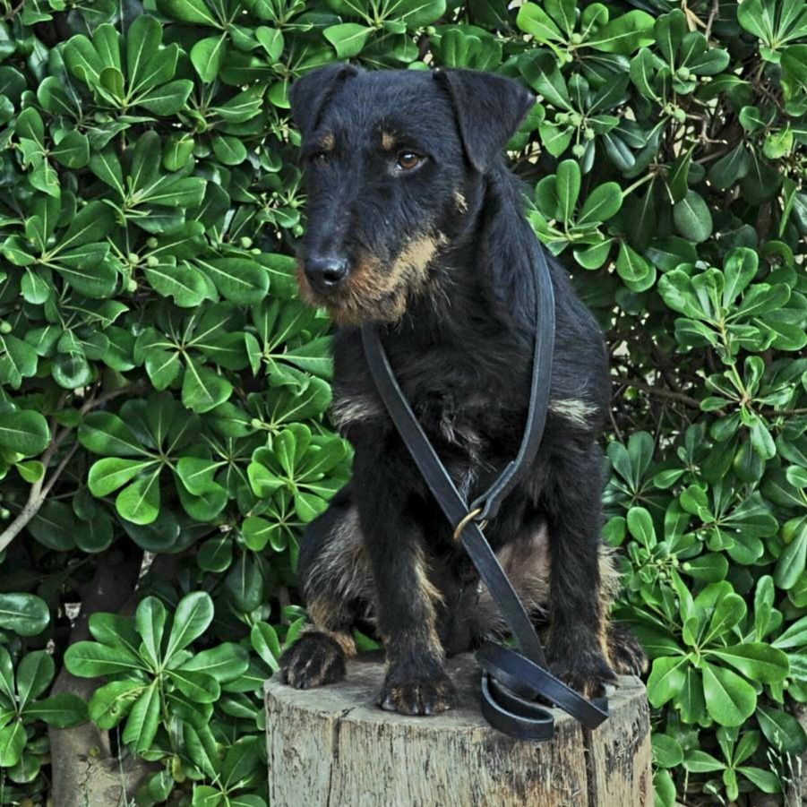 Vikings de las Sesteriades